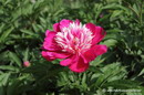 Paeonia Albiflora